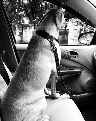 Local Pet Taxi Service