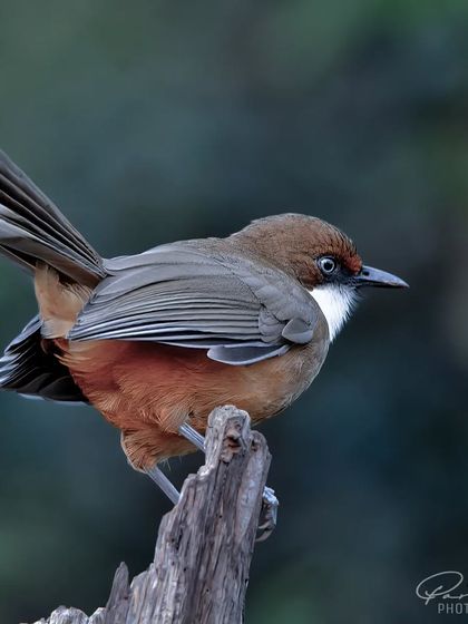 A White-throated Laughingthrush from Sattal, fanning its tail in a beautiful display.