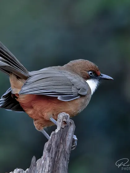 A White-throated Laughingthrush from Sattal, fanning its tail in a beautiful display.