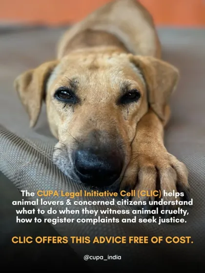 If you witness animal cruelty and don't know what to do, I am here to help. My Legal Initiative Cell (CLIC) offers free advice to guide you on how to register complaints and seek justice for animals in need.