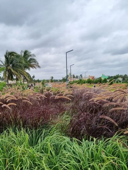 A close-up of the native and ornamental grasses used in the planting scheme. The mix of colors and textures, from deep purple to feathery beige, creates a visually dynamic and low-maintenance landscape that sways beautifully in the wind.