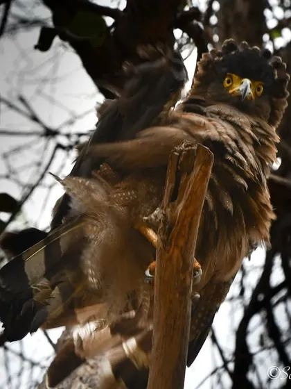 "The weekend can't come fast enough!" This Crested Serpent Eagle in Tadoba looks thoroughly unimpressed. Capturing personality and emotion, even in a bird of prey, is what makes a photo special.