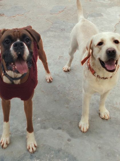 Happy long weekend from this handsome Boxer and his Labrador friend.