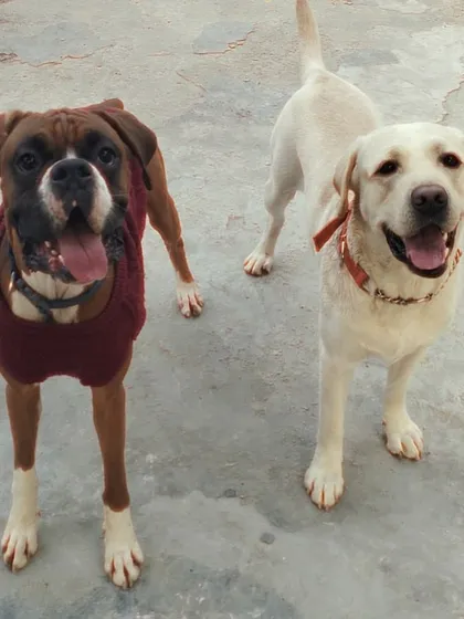 A handsome Boxer and a happy Labrador, ready to take on the long weekend with lots of play and fun.