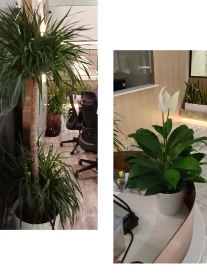 A closer look at our office plant installations. On the left, a tall Dracaena adds vertical interest beside a workstation, while on the right, a flowering Peace Lily brings elegance to a desktop.