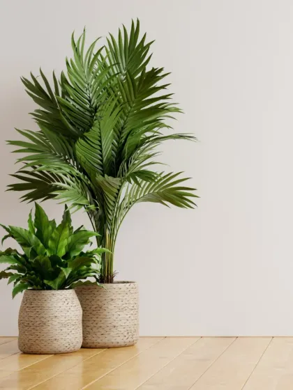 Create a tropical corner with our palm collection. An Areca Palm and a Bird's Nest Fern are paired here in beautiful woven planters, perfect for adding a natural, breezy feel to your home.
