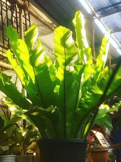 Rare & Collector's Plants photo 48