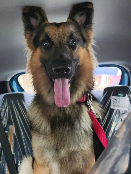 The happy face of a dog who knows his car means adventures are coming!
