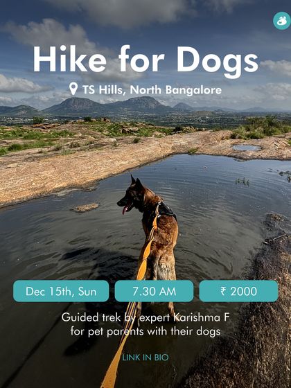 The Pack - Pet-Friendly Adventures & Meetups Guided Treks & Nature Hikes photo 17