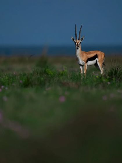 Giants & Other Jewels photo 3