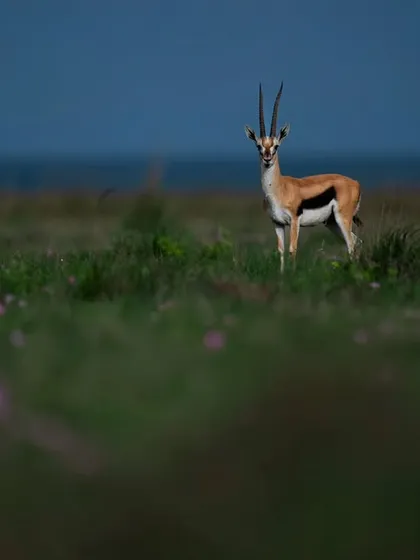 A gazelle stands in a field of flowers in Kenya. This is a perfect example of combining flora and fauna to create a beautiful, harmonious composition.
