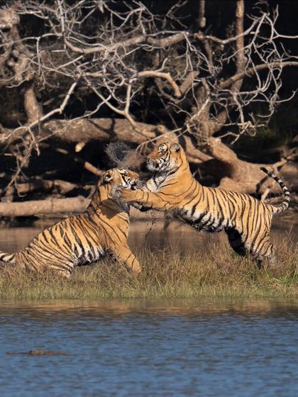 A brotherly brawl between two of Riddhi's cubs on the banks of the lake. These playful fights are training for the serious territorial battles they will face as they mature.
