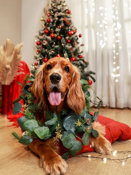 Priyanka - Themed & Special Occasion Pet Photography Holiday Adventures photo 9