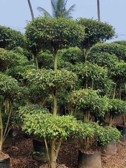 Rakshith Landscaping - Landscape Design & Installation Plant & Tree Supply photo 50