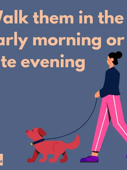 A reminder to walk your dog during cooler times of the day to protect their paws from hot pavement.