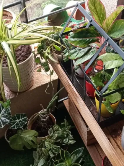 A stylish arrangement of indoor plants, including a Spider Plant and Calathea, on a modern plant stand.
