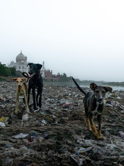 Stray dogs stand on a pile of garbage on the banks of the Yamuna, with the Taj Mahal visible in the distance. A powerful image showing the "other side" of the famous monument.