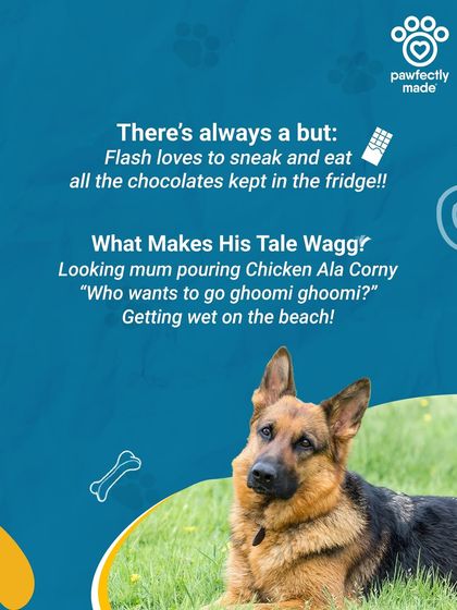 Pawparazzi featuring Flash! This speedster is super fast, but his one weakness is sneaking chocolates from the fridge.