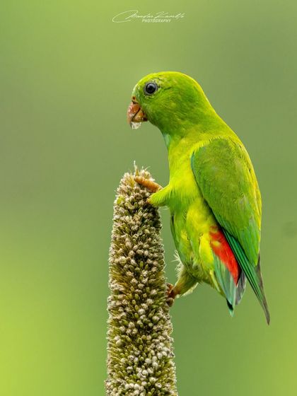 Birds in Action photo 26