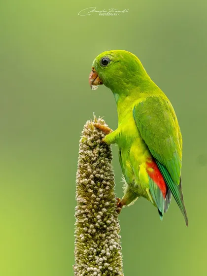 A side profile of the Vernal Hanging Parrot feeding, showing its bright red rump patch.