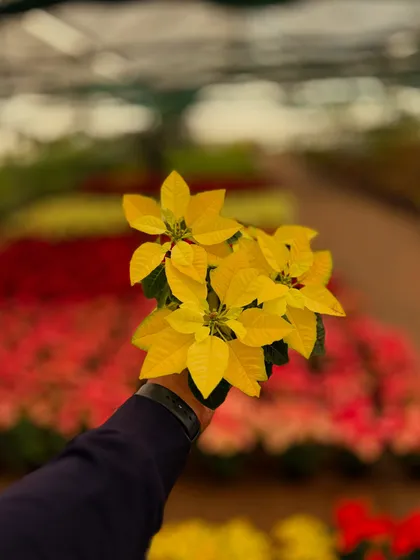 A beautiful yellow Poinsettia, part of our stunning indoor plant collection that can turn your home into a green heaven.