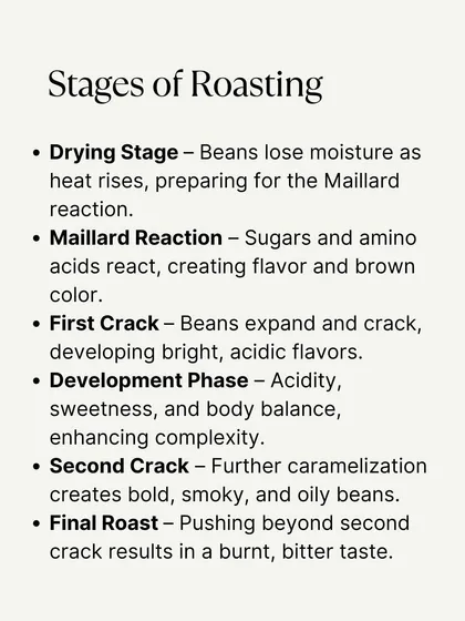 A detailed breakdown of the stages of coffee roasting, from the drying stage and Maillard reaction to the first and second cracks.