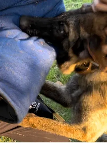 It all starts with genetics. This is a puppy from one of my litters, already showing a naturally full and hard bite. This isn't trained at this age; it's pure, inherited instinct from proven KNPV and PSA bloodlines.