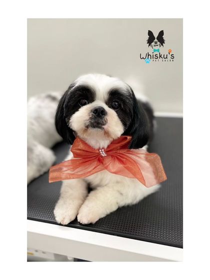 Furrybells Pet Grooming - Pet Grooming (Dogs & Cats) Breed-Specific Dog Styles photo 36